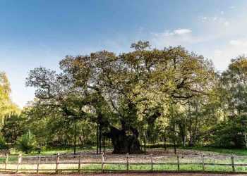 L'albero di Robin Hood
