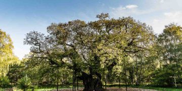 L'albero di Robin Hood