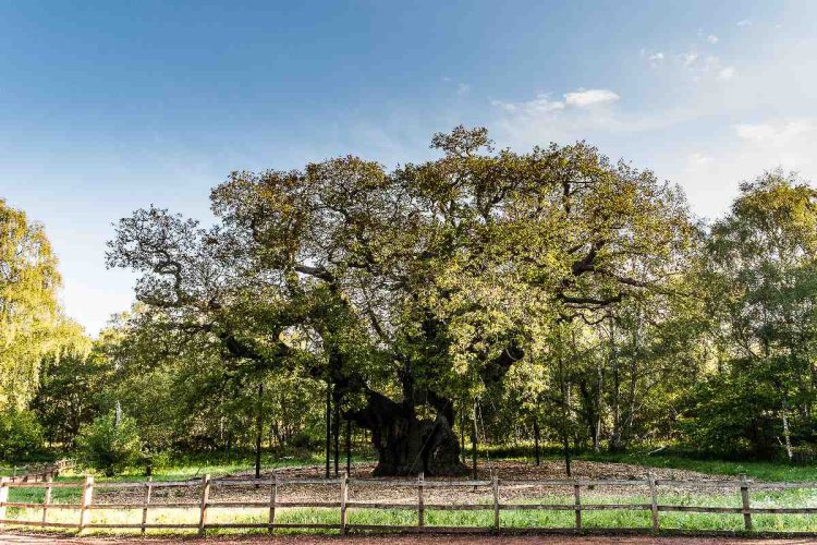 L'albero di Robin Hood
