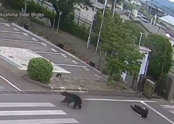 Orso avvistato in Giappone. Le autorità hanno chiuso le scuole e avviato le ricerche dell’animale