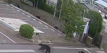 Orso avvistato in Giappone. Le autorità hanno chiuso le scuole e avviato le ricerche dell’animale