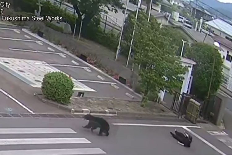 Orso avvistato in Giappone. Le autorità hanno chiuso le scuole e avviato le ricerche dell’animale