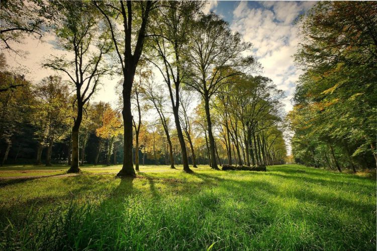 Sesso al parco di Monza, arrestati due uomini - nella foto, un parco