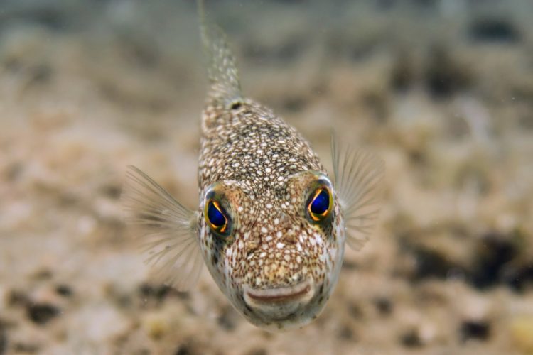 Torquigener flavimaculosus (cropped).jpg