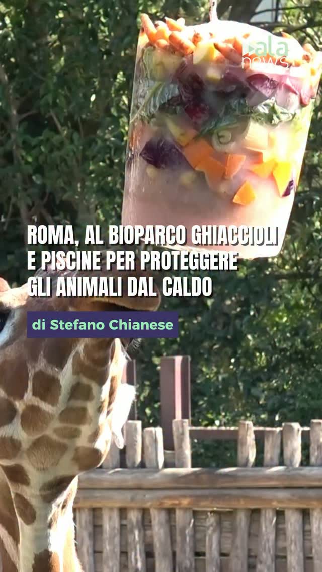 Al Bioparco di Roma scattano le misure anti-caldo per tutelare gli animali dura…