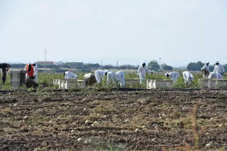 Mantova, bracciante muore al lavoro - nella foto, un campo coltivato