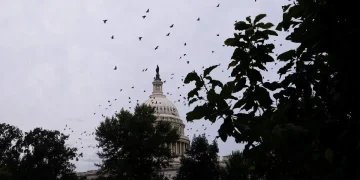 Condannato per i fatti a Capitol Hill viene assunto al Pentagono - nella foto, Capitol Hill