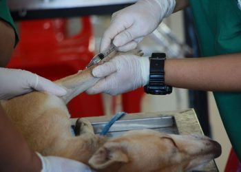 Cane durante operazione in clinica veterinaria. Cane muore durante intervento a Ferrara e padrone fa a botte col veterinario