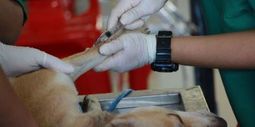 Cane durante operazione in clinica veterinaria. Cane muore durante intervento a Ferrara e padrone fa a botte col veterinario