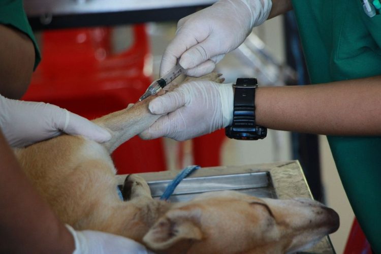 Cane durante operazione in clinica veterinaria. Cane muore durante intervento a Ferrara e padrone fa a botte col veterinario