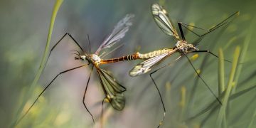 gab-rysia-nature-5648450_1280.jpg