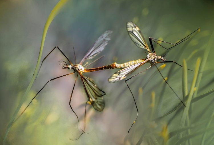 gab-rysia-nature-5648450_1280.jpg
