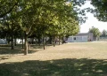 Fila di alberi su prato verde con persone e edificio sullo sfondo