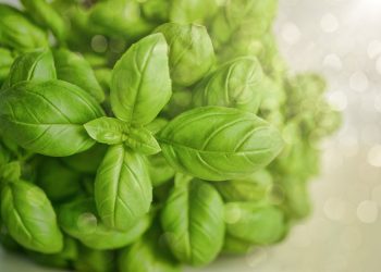 monicore-basil-3405405_1280.jpg