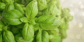 monicore-basil-3405405_1280.jpg