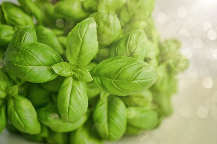monicore-basil-3405405_1280.jpg