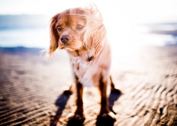 pexels-beach-1854121_1280.jpg