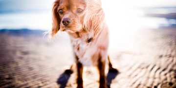 pexels-beach-1854121_1280.jpg