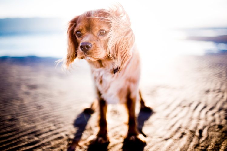 pexels-beach-1854121_1280.jpg