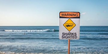 Cartello di pericolo squali in mare in spiaggia. Australia, donna gravemente ferita dopo l'attacco da uno squalo nelle acque del Queensland