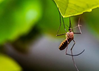 Zanzara tigre su una foglia. Batterio riduce del 90% la fertilità delle zanzare tigre svolta nella lotta ai vettori