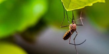 Zanzara tigre su una foglia. Batterio riduce del 90% la fertilità delle zanzare tigre svolta nella lotta ai vettori