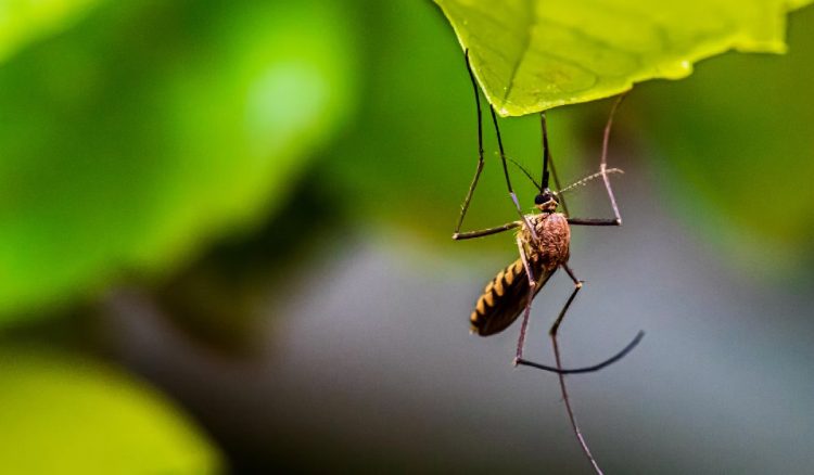 Zanzara tigre su una foglia. Batterio riduce del 90% la fertilità delle zanzare tigre svolta nella lotta ai vettori