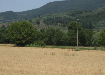 Campo 9 luglio 2026 alanews.jpg
