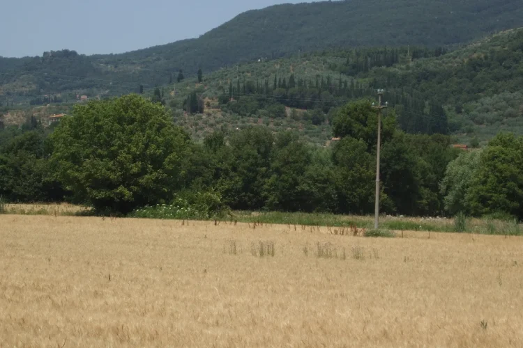 Campo 9 luglio 2026 alanews.jpg