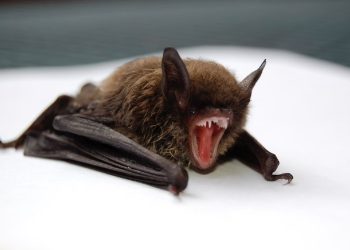 Pipistrello. Canada, bambino di 11 anni muore di rabbia dopo essere stato morso da un pipistrello