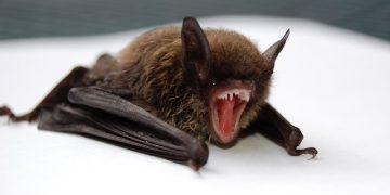 Pipistrello. Canada, bambino di 11 anni muore di rabbia dopo essere stato morso da un pipistrello