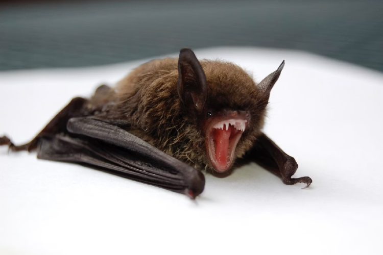 Pipistrello. Canada, bambino di 11 anni muore di rabbia dopo essere stato morso da un pipistrello