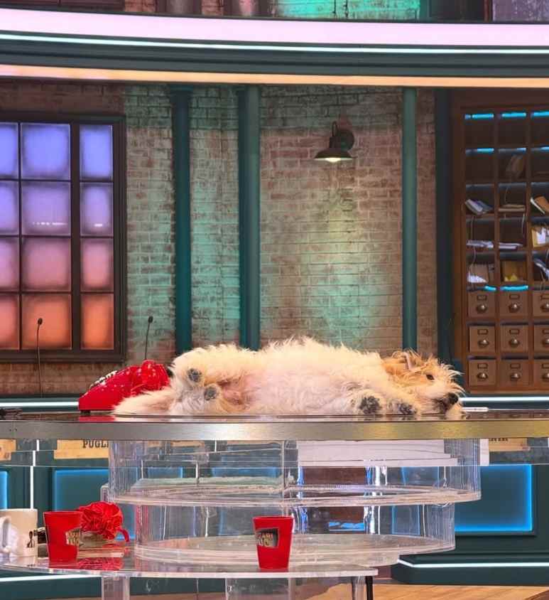 Gennarino ad Affari Tuoi, la mascotte della trasmissione