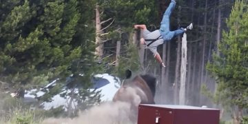 Yellowstone, turista scaraventato e gravemente ferito da un bisonte: ripreso l'attacco