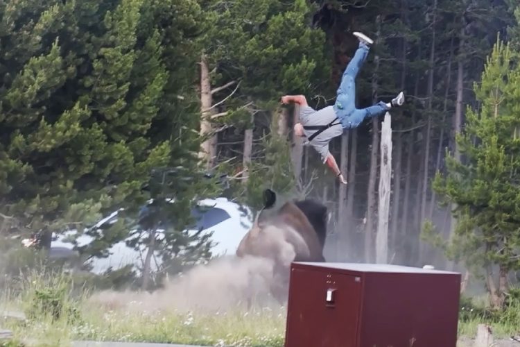 Yellowstone, turista scaraventato e gravemente ferito da un bisonte: ripreso l'attacco