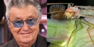 Bobby solo e un chironomide