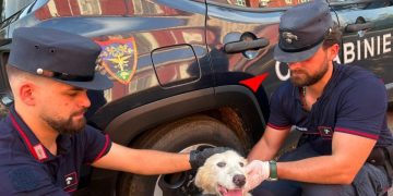 Cucciolo abbandonato tra i rifiuti, il sindaco di Bacoli: "Lo adotteremo noi"