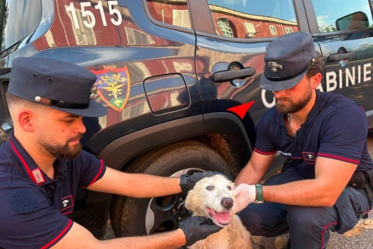 Cucciolo abbandonato tra i rifiuti, il sindaco di Bacoli: "Lo adotteremo noi"