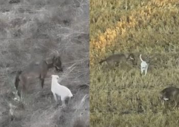 un branco di lupi adotta un cucciolo di cane randagio