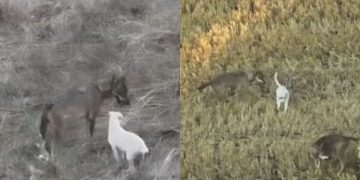 un branco di lupi adotta un cucciolo di cane randagio