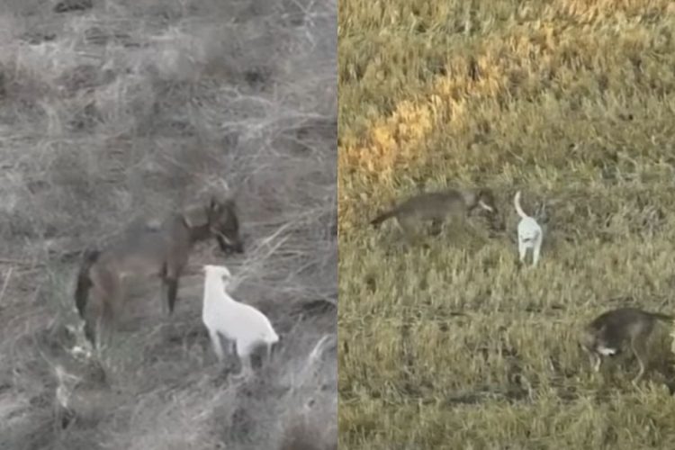 un branco di lupi adotta un cucciolo di cane randagio