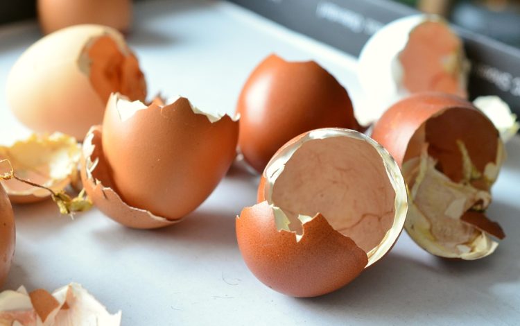 congerdesign-egg-shells-706502_1280.jpg
