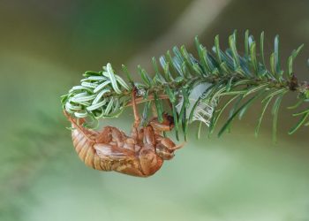 docujeju-cicada-7405276_1280.jpg