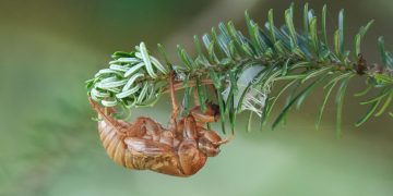 docujeju-cicada-7405276_1280.jpg