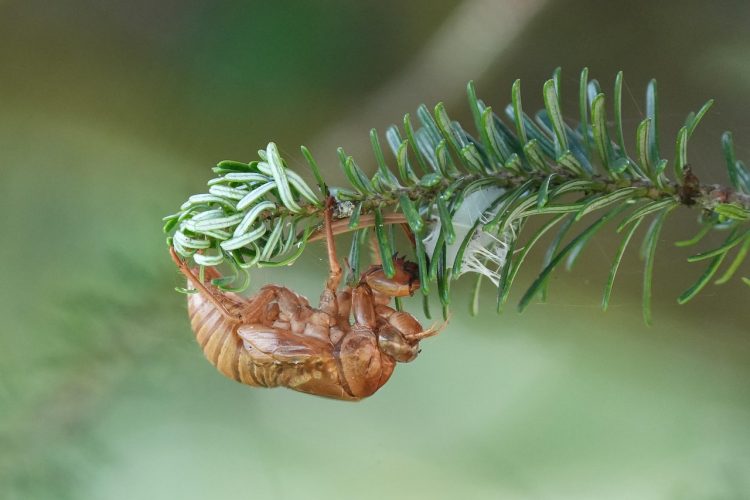 docujeju-cicada-7405276_1280.jpg