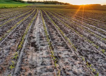 campo devastato dagli eventi atmosferici dell'estate 2026