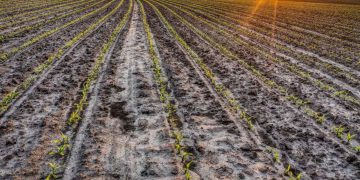 campo devastato dagli eventi atmosferici dell'estate 2026