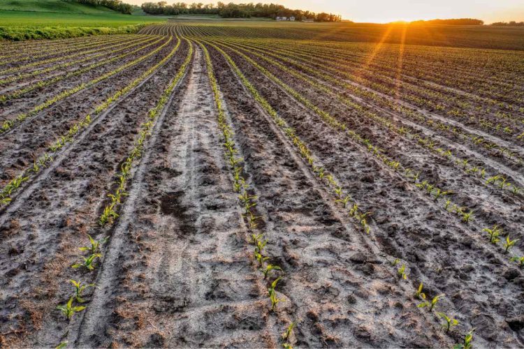 campo devastato dagli eventi atmosferici dell'estate 2026