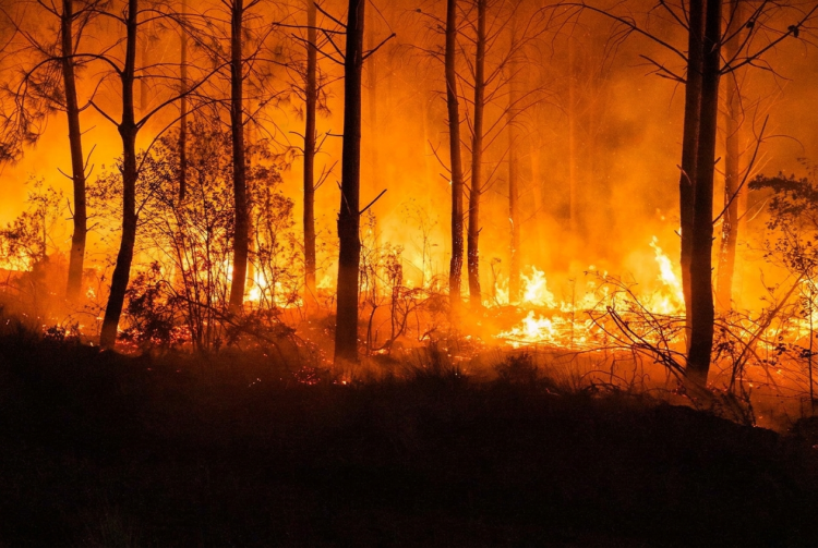 Fiamme rosse ardono nella foresta durante un incendio notturno. Nuovo fronte incendi in Francia e Spagna: oltre 300mila evacuati