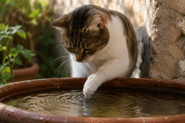 Gatti: perché usano la zampa per bere? Non è un capriccio, ecco i veri motivi